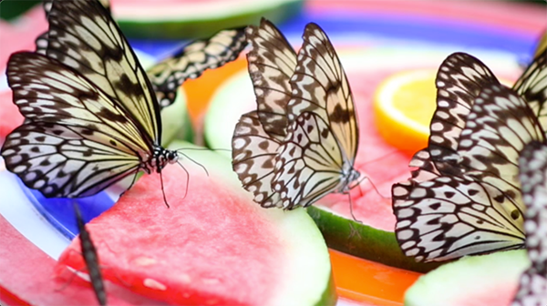 butterflies eating water melons