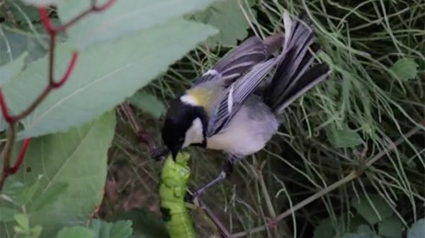 bird is hunting for a green caterpillar