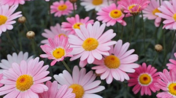 daisy flowers on a windy day