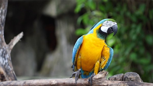 macaw dancing in the park