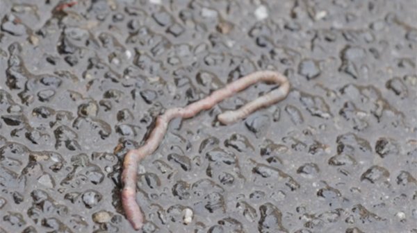 a worm enjoying the rain