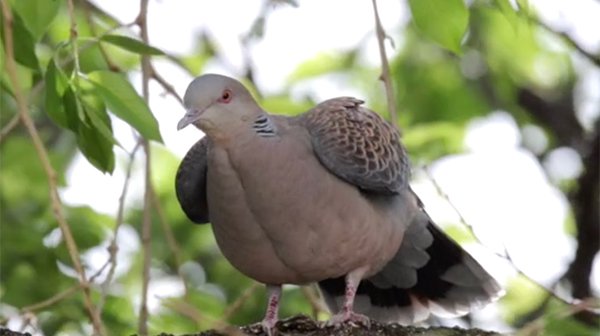 dove on the tree enjoying his time