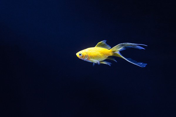 A yellow small goldfish in the water