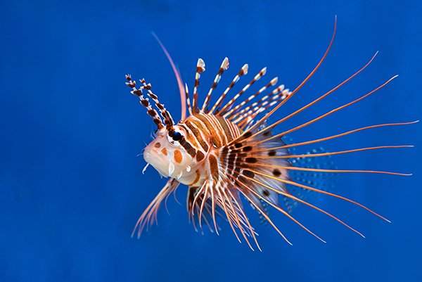 a close up view of a lion fish with multiple fins like tentacles