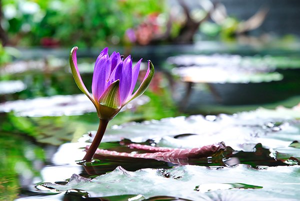 purple water lilly that grows in the muddy water