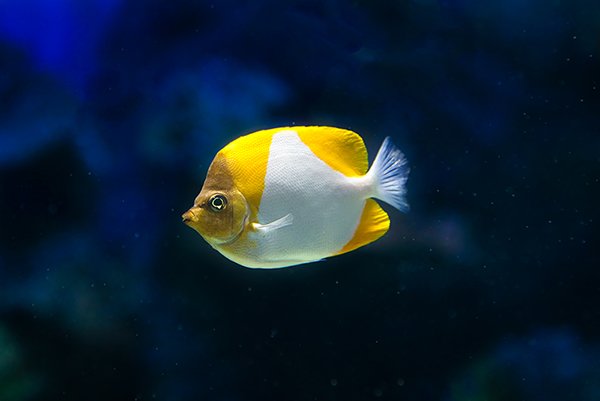 A view of a pyramid fish in yellow color