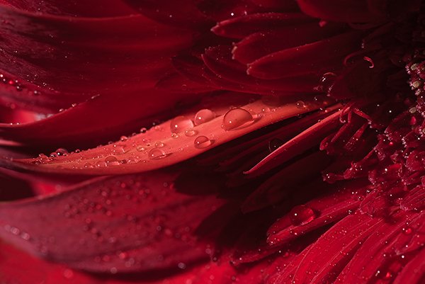 a close up of a rose petals with water drops on it.