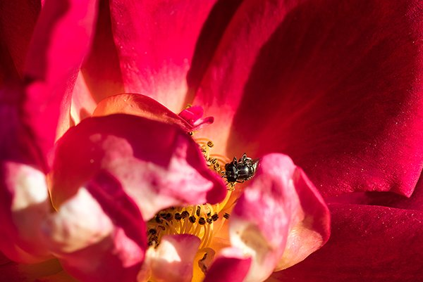 a bee on the rose petals