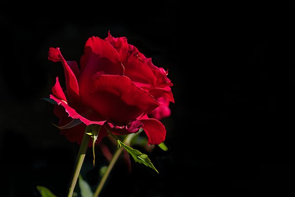 A red color rose with a black background. The Sun rays hits direct to the rose.