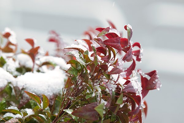 snow on the red and green leaf