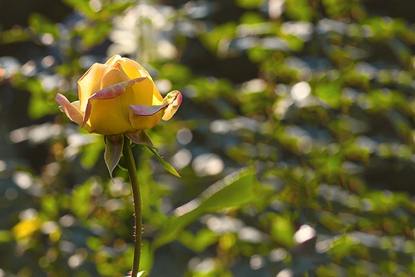 yellow rose with a green leafy background.