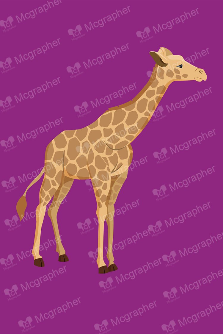 A baby giraffe on a dark pink background