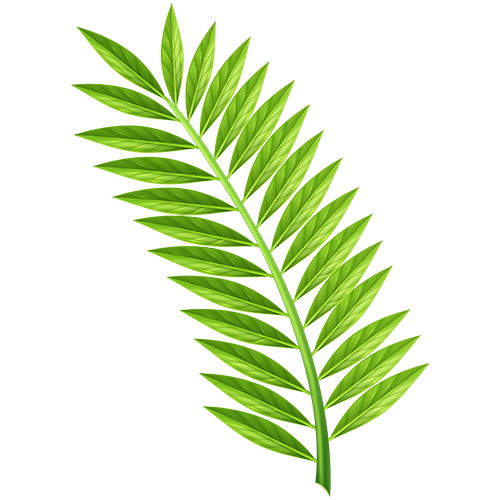 Leaf PNG