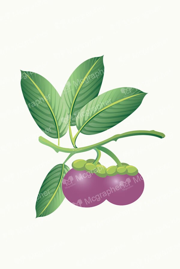 Pair of mangosteen and leafs