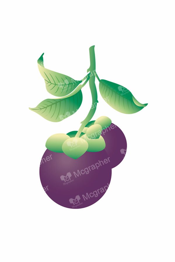 Pair of mangosteen with green leafs on a white background