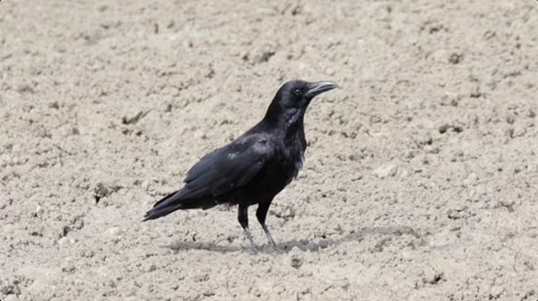 Japanese Crow Calling