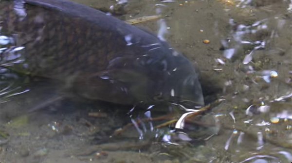 Fish digging for food