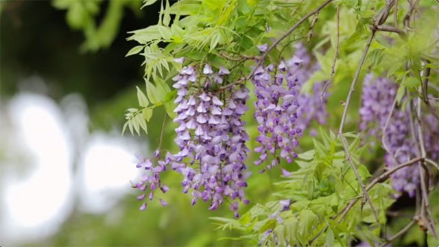 Hanging Flowers