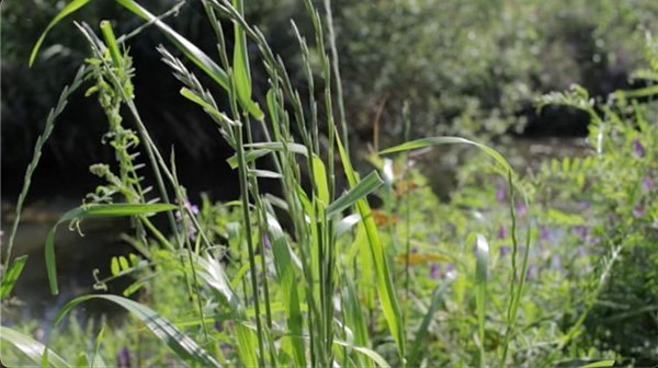 Seasonal Wild grass