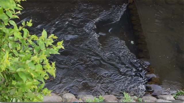 Dirty pond on a windy day