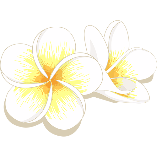 Jasmin flowers free png