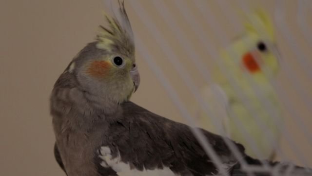 Cockatiel Bird on Cage