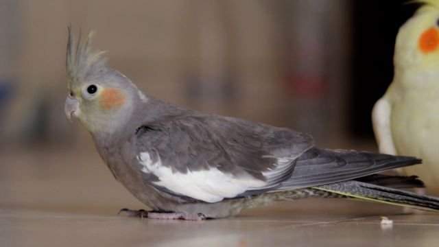 Cockatiel Female Bird