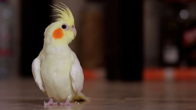 Cockatiel Bird