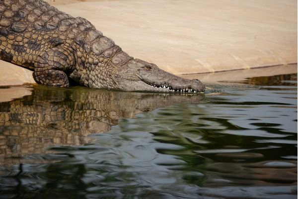 Wild Crocodile