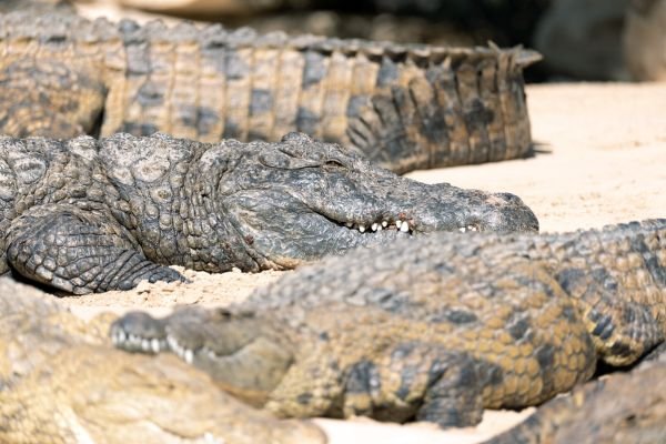 Wild Crocodile Resting