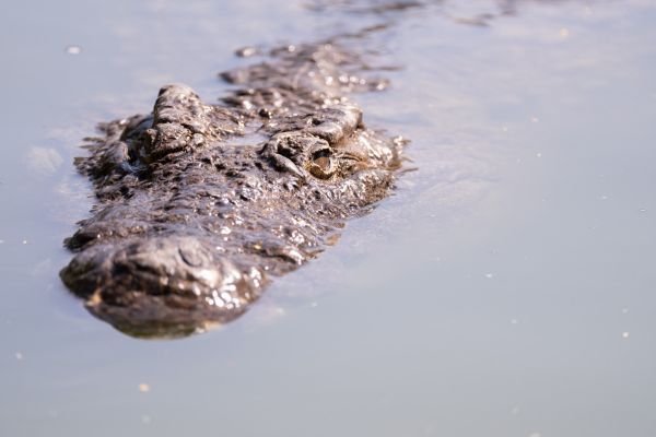 Crocodile in water