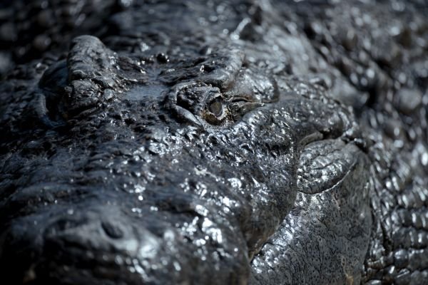 Crocodile Close up